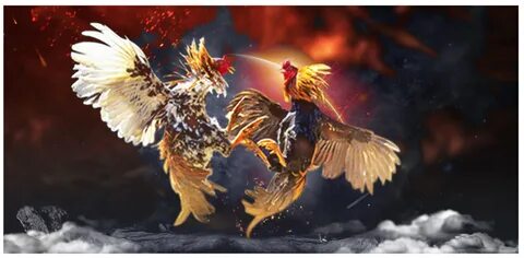 Cockfight